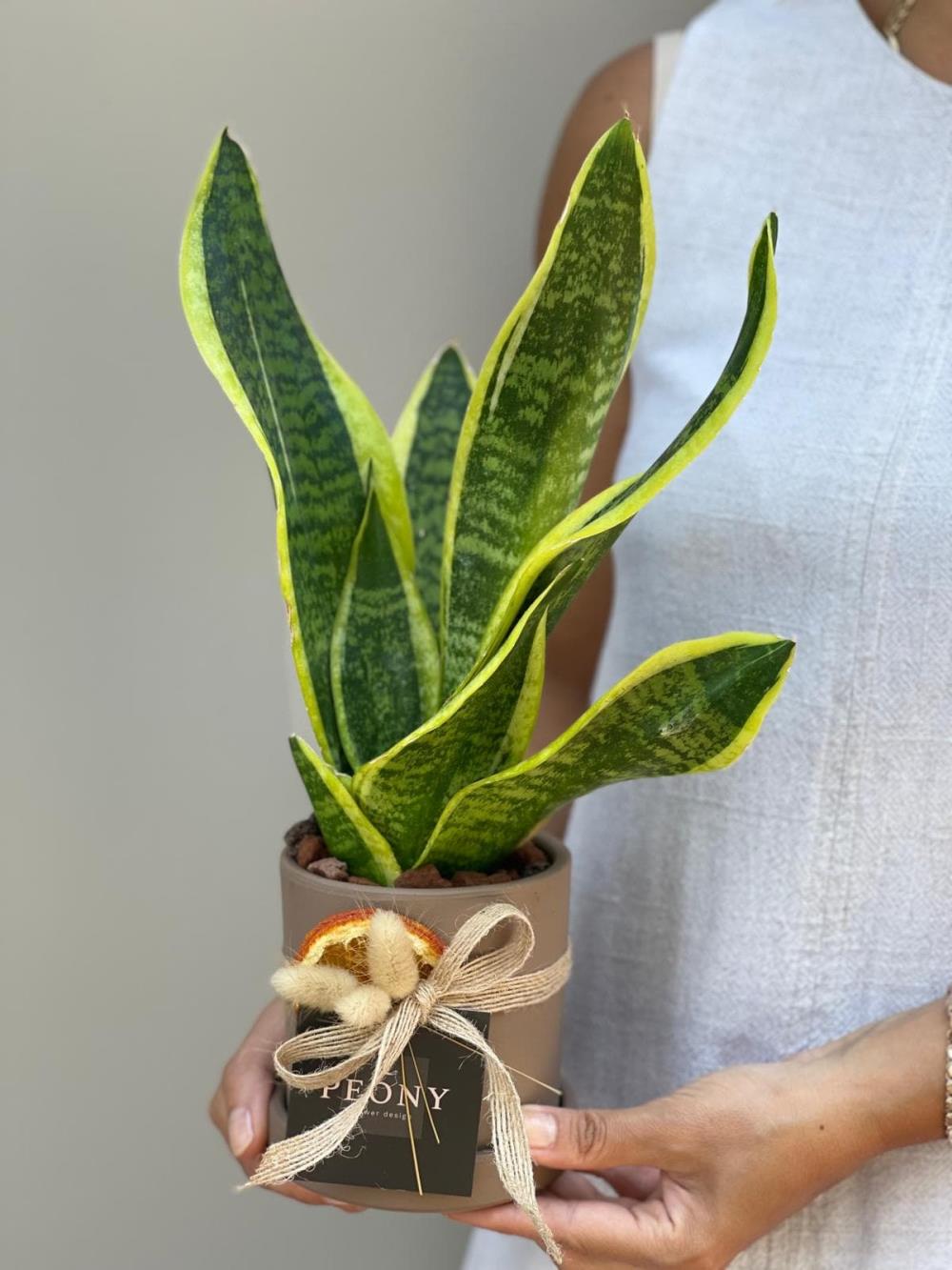 Sansevieria Paşa Kılıçı